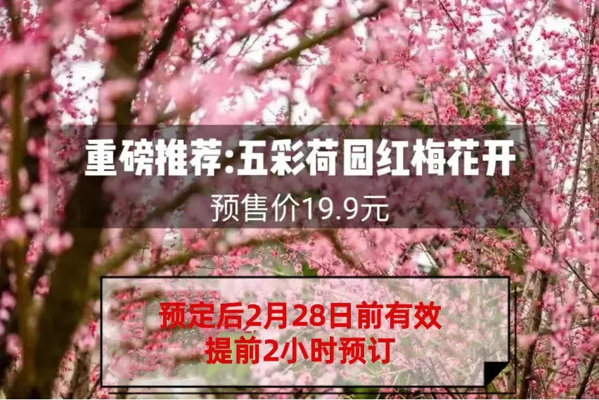 【早鸟票】单人观赏票