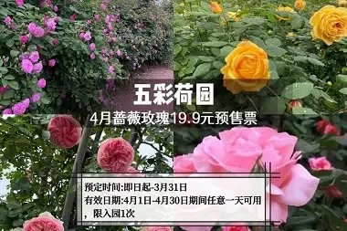 【五一节预售活动】单人观赏票(4.20-5.31有效）