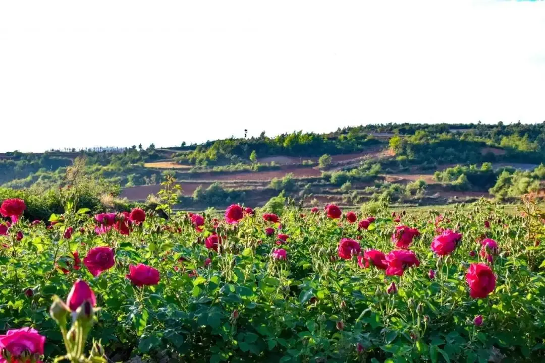浪漫玫瑰园神奇恐龙馆韵味古镇用一天就能耍安逸的自贡之旅