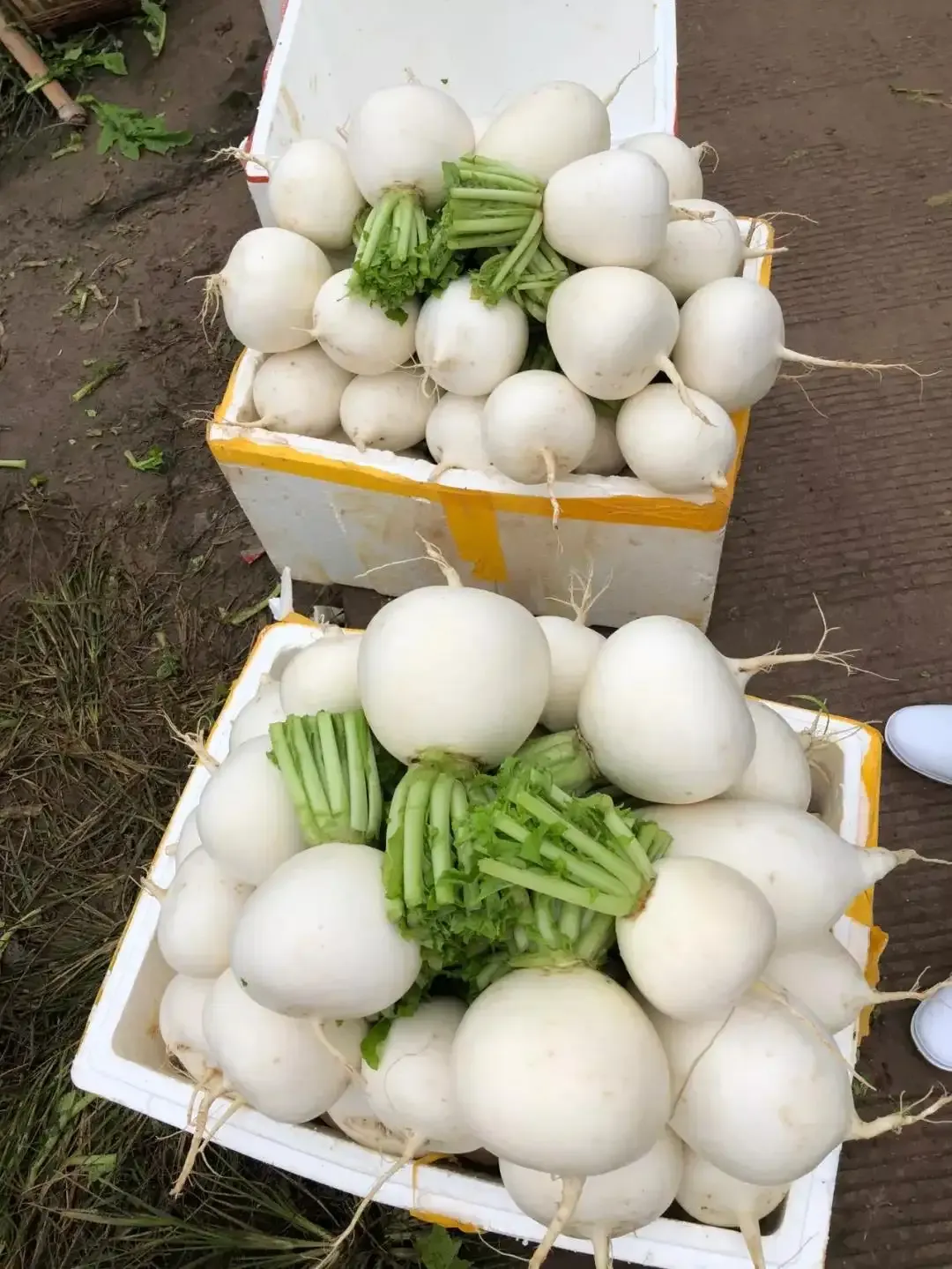 图 | 团结镇萝卜来源大安宣传