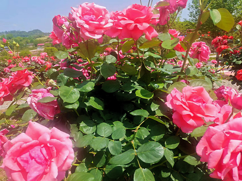 滿山遍野的玫瑰花已經開放還有薔薇花牆形成的長長花廊鋪面而來的香氣